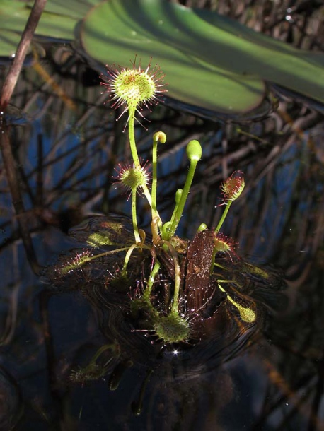 Изображение особи Drosera rotundifolia.