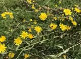 Hieracium umbellatum