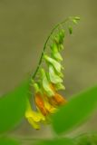 Vicia crocea