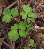 Corydalis solida. Нижняя часть растения с листом. Московская обл., ГО Подольск, пос. Леспроект, обочина дороги. 19.04.2024.