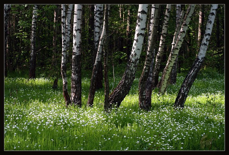 Изображение особи Stellaria holostea.