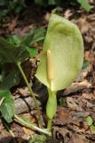 Arum italicum. Цветущее растение. Италия, Лацио, Латина, бухта Гаэта. 08.04.2011.