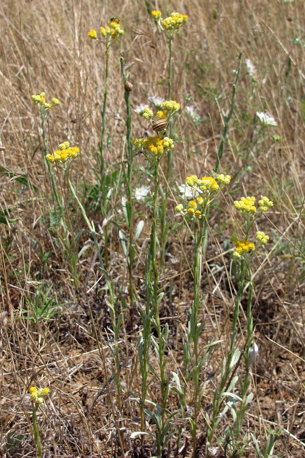 Изображение особи Helichrysum arenarium.