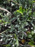 Antennaria dioica