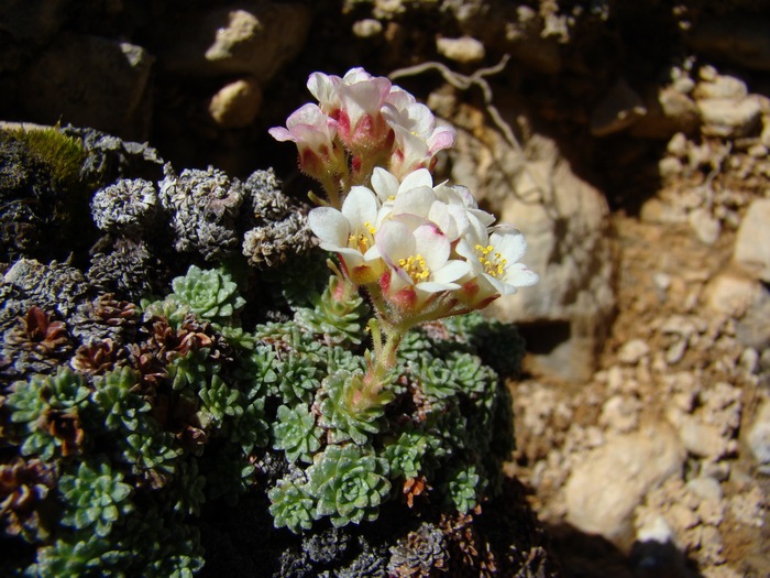 Изображение особи Saxifraga alberti.