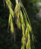 Festuca extremiorientalis