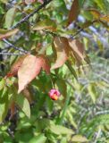 Euonymus verrucosus