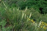 Delphinium semibarbatum