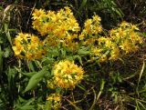 Solidago подвид dahurica