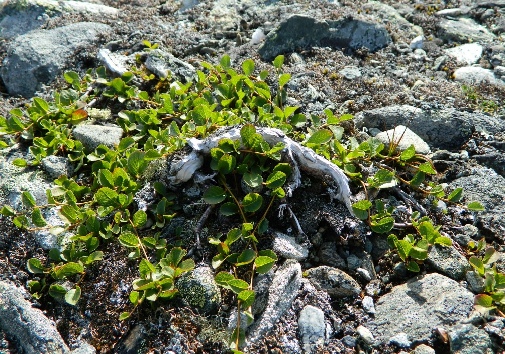 Изображение особи Salix nummularia.