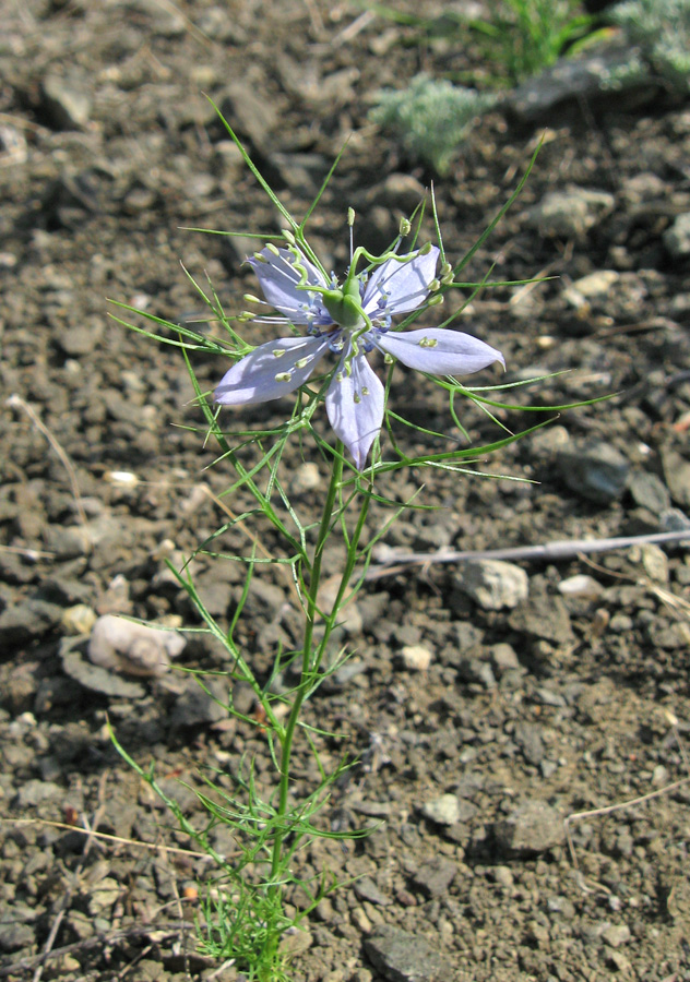 Изображение особи Nigella elata.