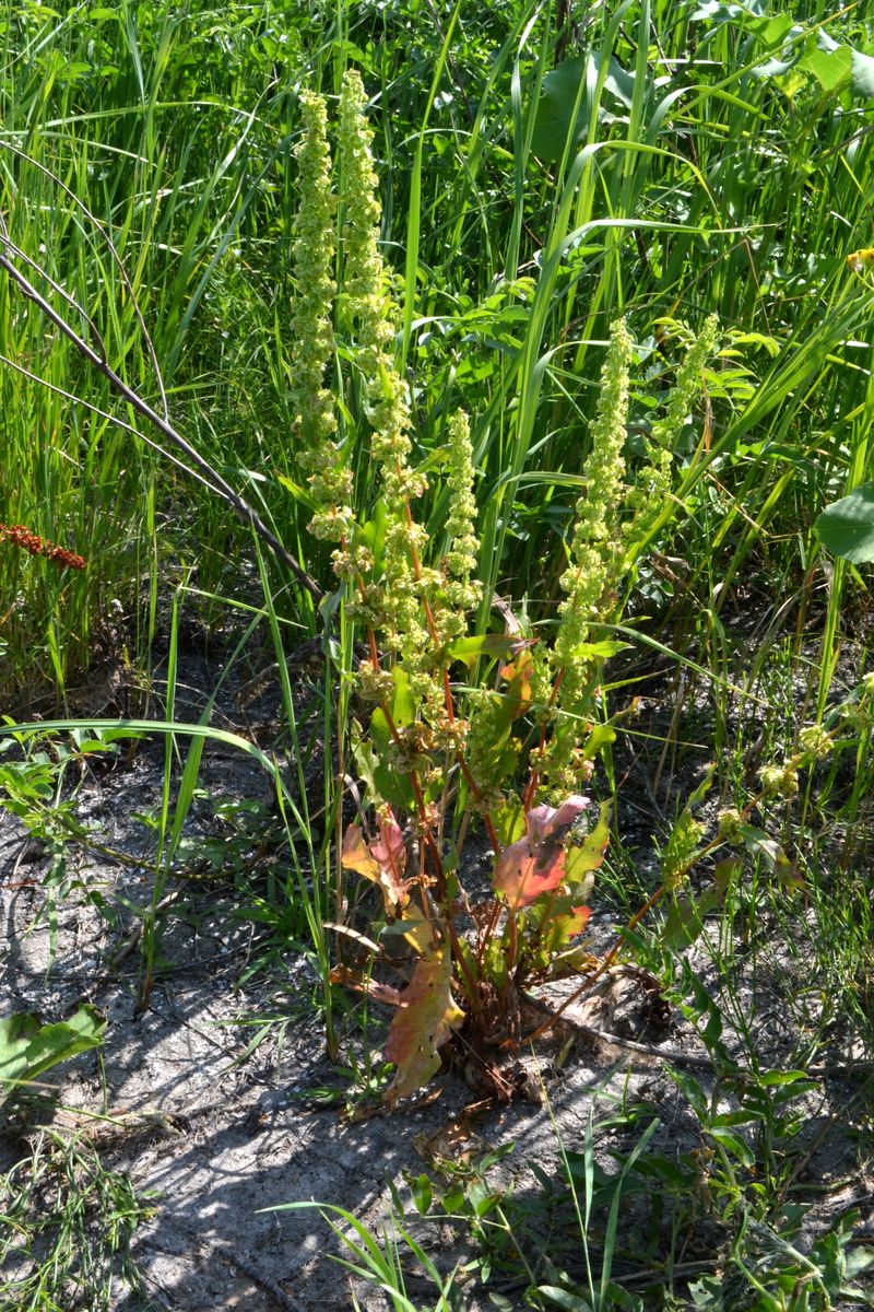 Изображение особи Rumex stenophyllus.