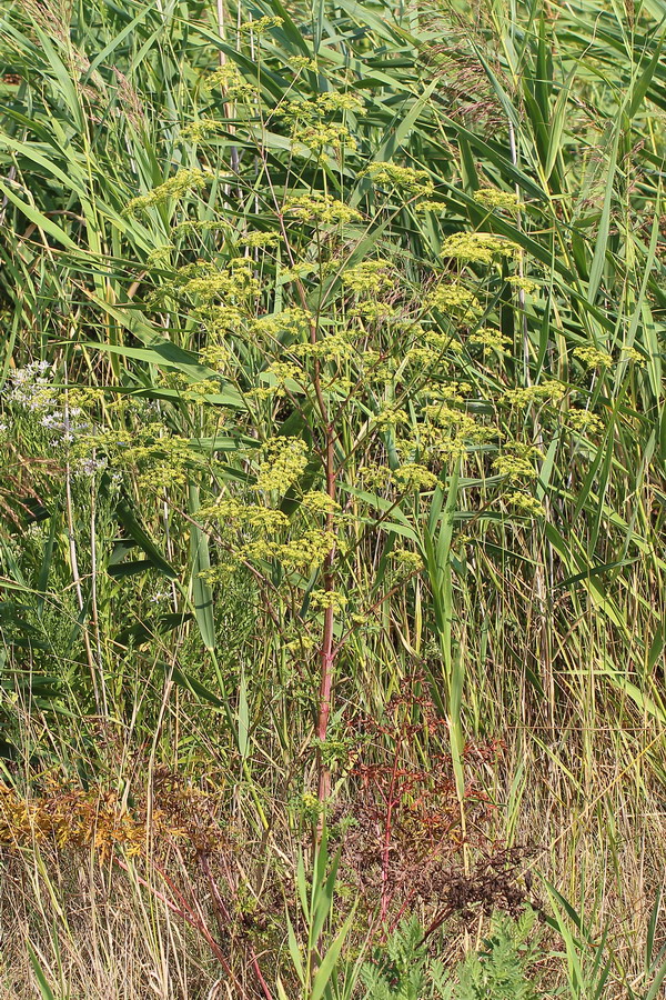 Изображение особи Xanthoselinum alsaticum.