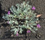 Oxytropis kamtschatica