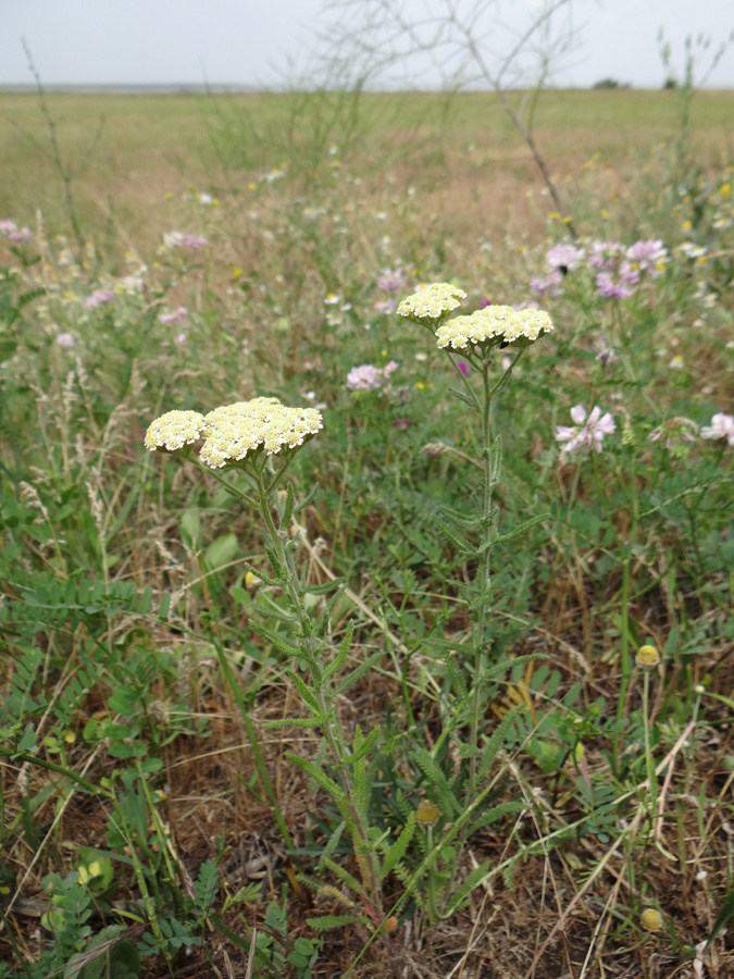 Изображение особи род Achillea.