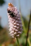 Bistorta officinalis. Соцветие с кормящейся пчелой. Германия, г. Дюссельдорф, Ботанический сад университета. 05.09.2014.