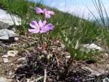 Geranium tuberosum