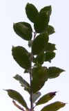 Salix caprea