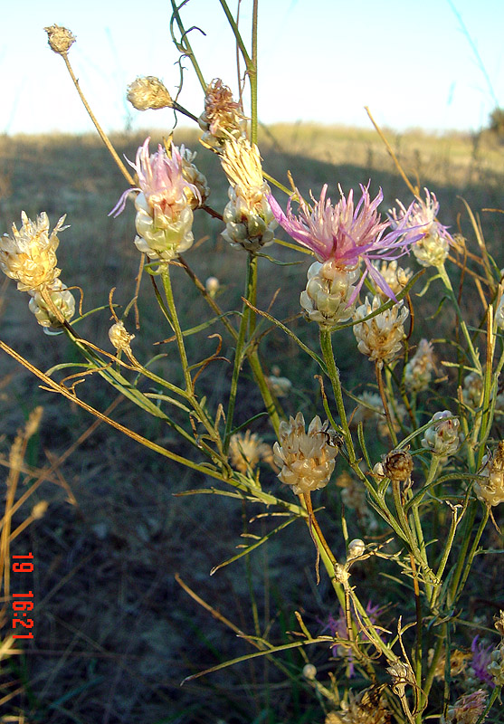 Изображение особи Centaurea breviceps.
