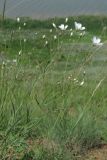 Eremogone micradenia. Побеги с цветками. Западный Крым, южный берег оз. Кызыл-Яр. 18 мая 2015 г.