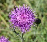 Centaurea scabiosa