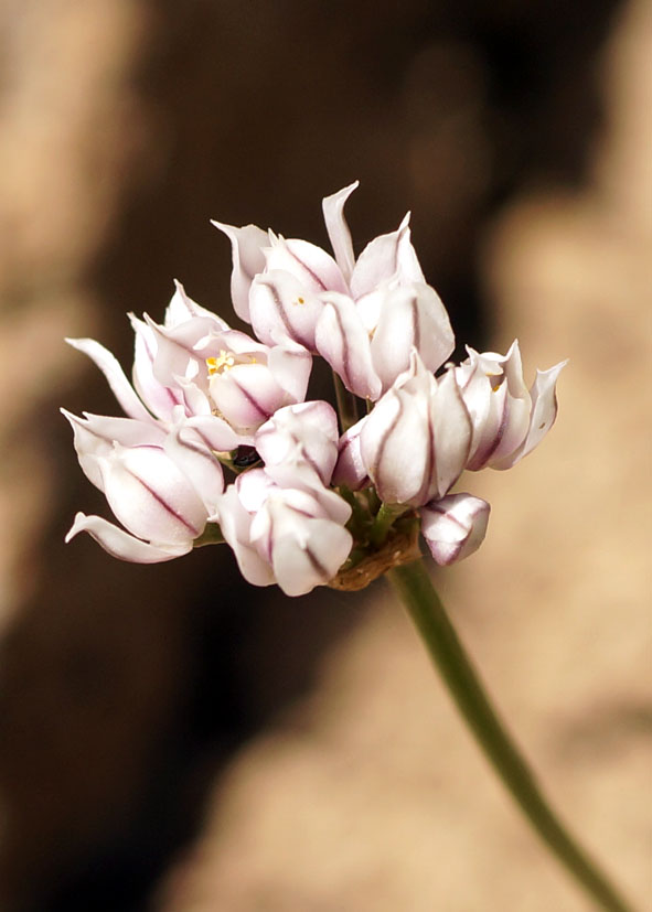 Изображение особи Allium oreoprasum.