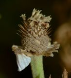 Anthemis pseudocotula