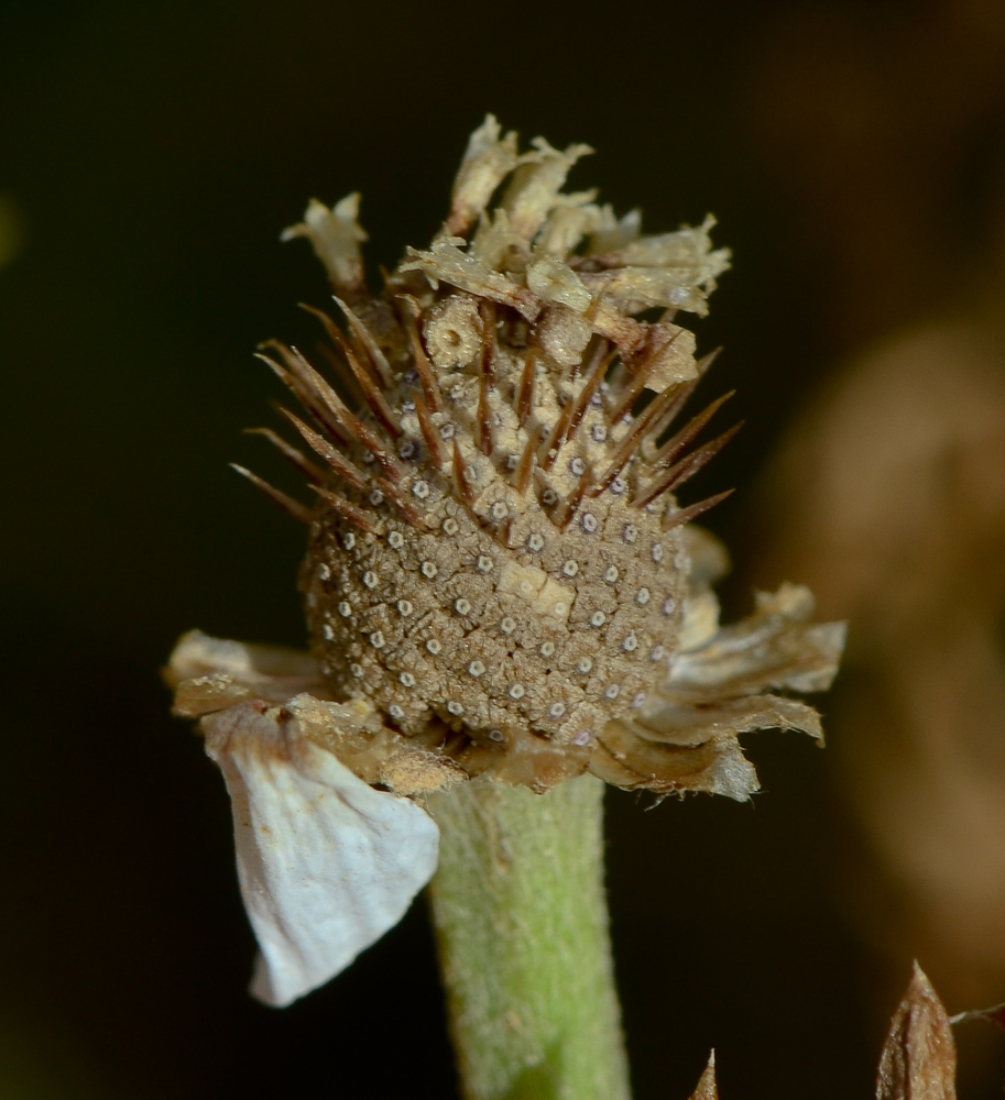 Изображение особи Anthemis pseudocotula.