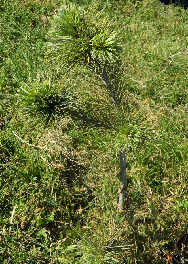 Изображение особи Pinus flexilis.
