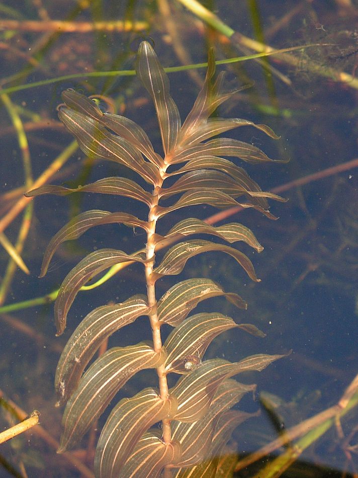 Изображение особи Potamogeton perfoliatus.