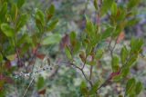 Chamaedaphne calyculata. Растение со зрелыми плодами. Нижегородская обл., Володарский р-н, окр. озера Светлое-3, отдельная карстовая воронка диаметром около 40 м., верховое сосново-пушицево-кустарничково-сфагновое болото. 02.09.2017.