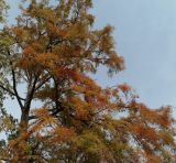 Taxodium distichum. Крона дерева в осенней окраске. Южный берег Крыма, г. Алупка, Воронцовский парк, в культуре. 24.10.2017.