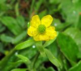 Ranunculus eschscholtzii. Цветок. Камчатский край, Алеутский р-н, о-в Медный, водораздел северного рукава реки Озерная и безымянного ручья, впадающего в озеро Гладковское с севера, нивальная лужайка. 22.08.2017.