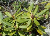 Rhododendron aureum. Верхушки побегов с бутонами. Якутия, Нерюнгринский р-н, перевал Тит, щебнистый склон. 22.06.2016.