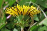 Taraxacum macrochlamydeum