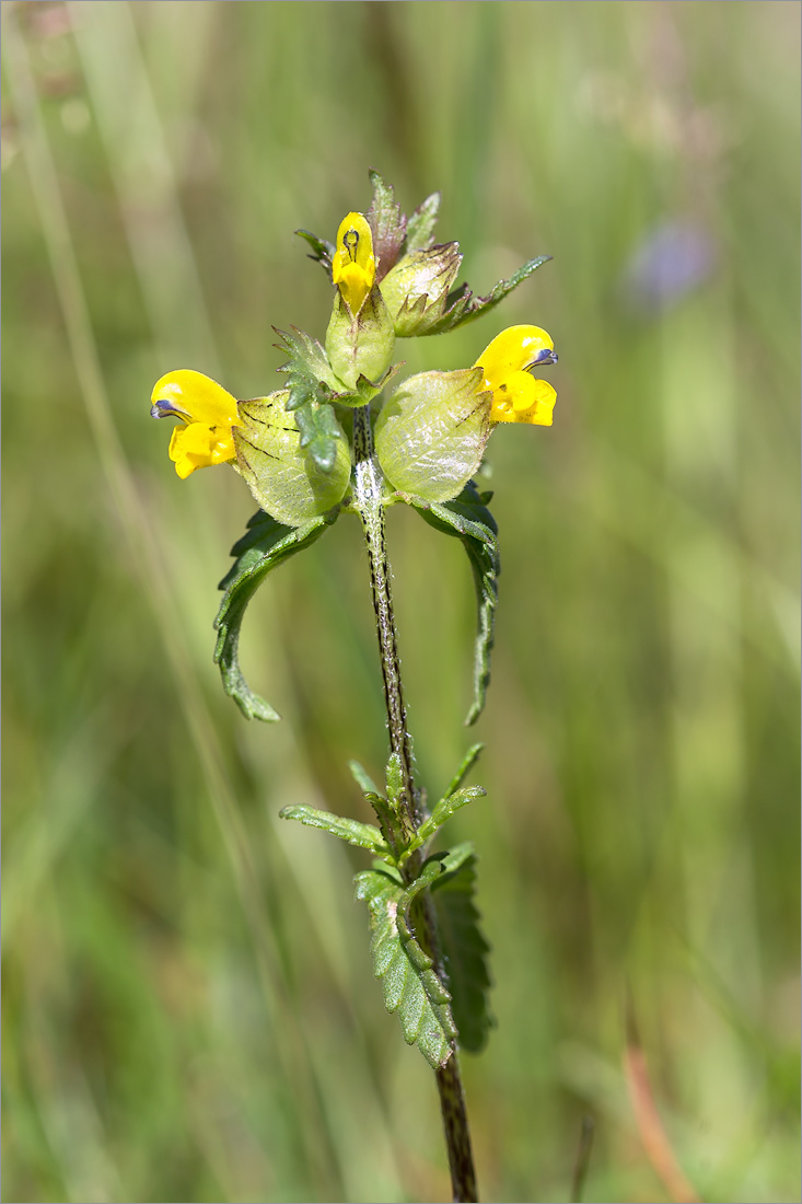 Изображение особи Rhinanthus minor.