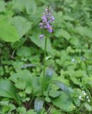 Dactylorhiza urvilleana. Цветущее растение. Грузия, Боржоми-Харагаульский национальный парк, лес. 24.05.2018.