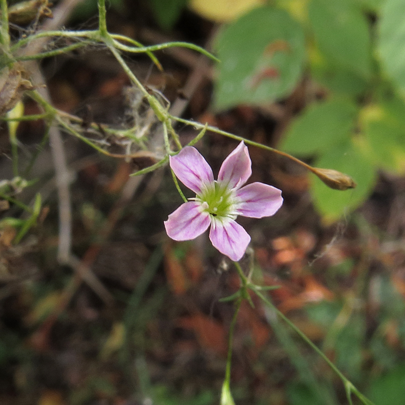 Изображение особи Psammophiliella muralis.