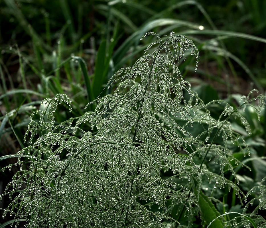 Изображение особи Equisetum sylvaticum.