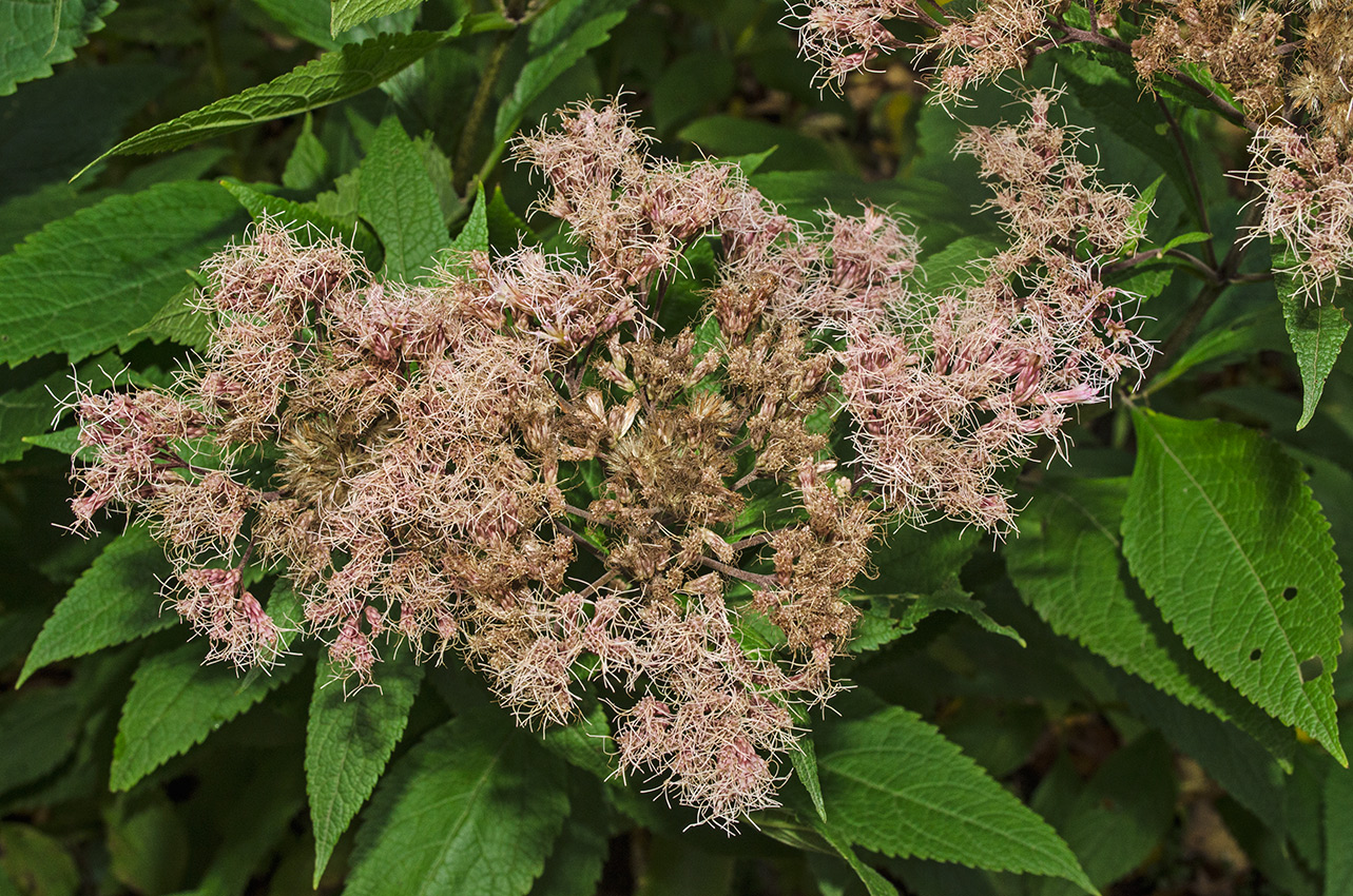 Изображение особи Eupatorium maculatum.