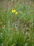 Verbascum flavidum