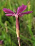 Dianthus deltoides. Цветок (вид сбоку). Украина, Закарпатская обл., Раховский р-н, окр. с. Квасы, ≈ 600 м н.у.м., сенокосный луг. 29 июня 2010 г.