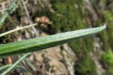 Plantago atrata подвид carpathica. Нижняя сторона листа. Украина, Закарпатская обл., Раховский р-н, хр. Свидовец, ≈ 1800 м н.у.м., поросшая мхом скала. 2 июля 2010 г.