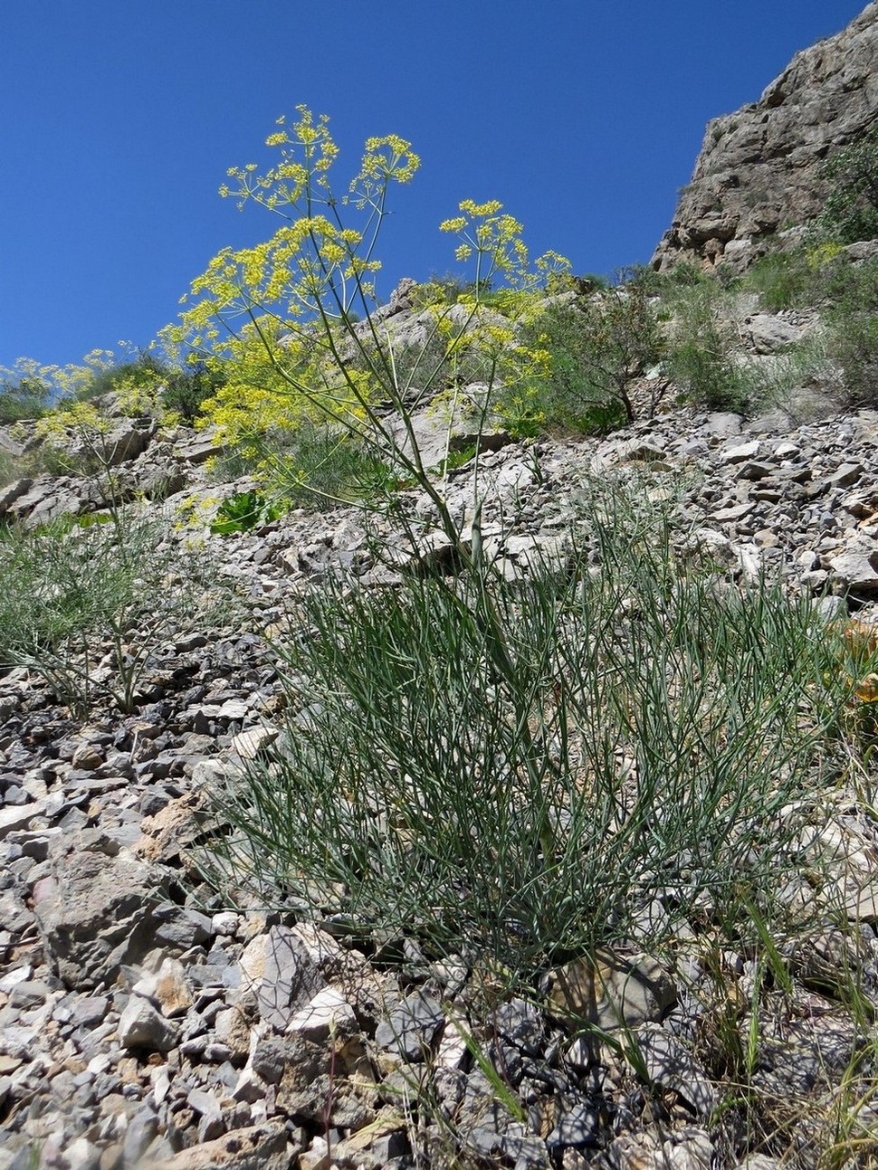 Изображение особи Ferula leucographa.