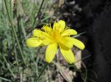 Scorzonera filifolia