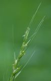 Elymus caninus