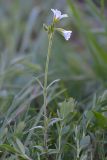 Cerastium arvense