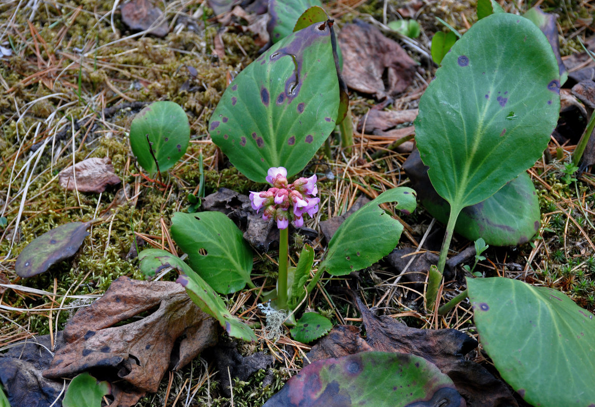 Изображение особи Bergenia crassifolia.