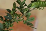 Cytisus подвид catalaunicus