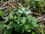 Hepatica nobilis